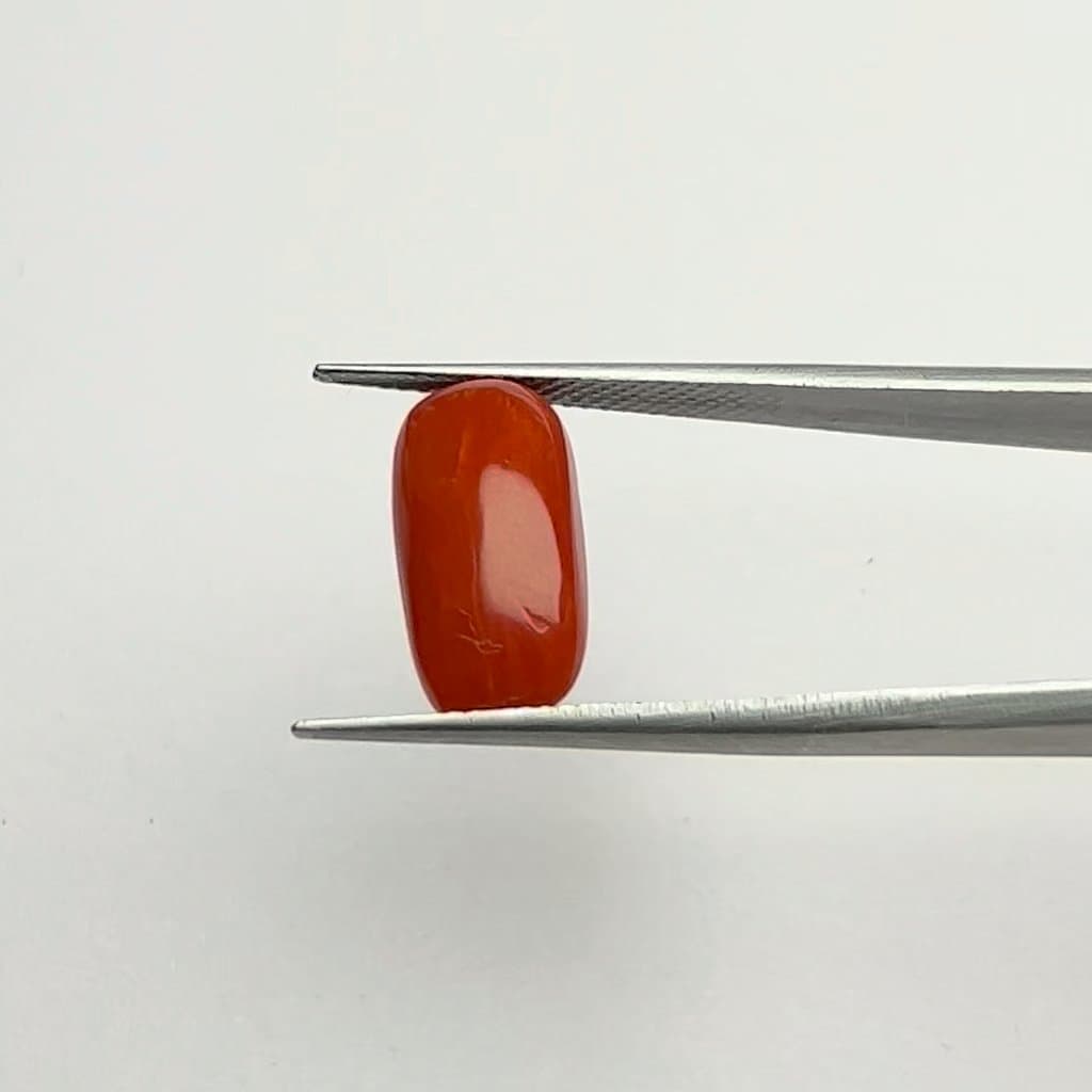 Red Coral | 7.00 Ratti