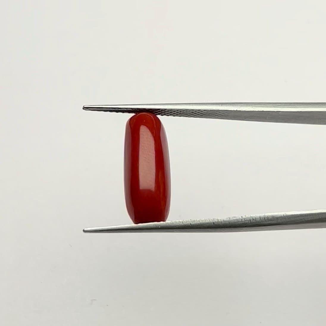 Red Coral | 6.00 Ratti