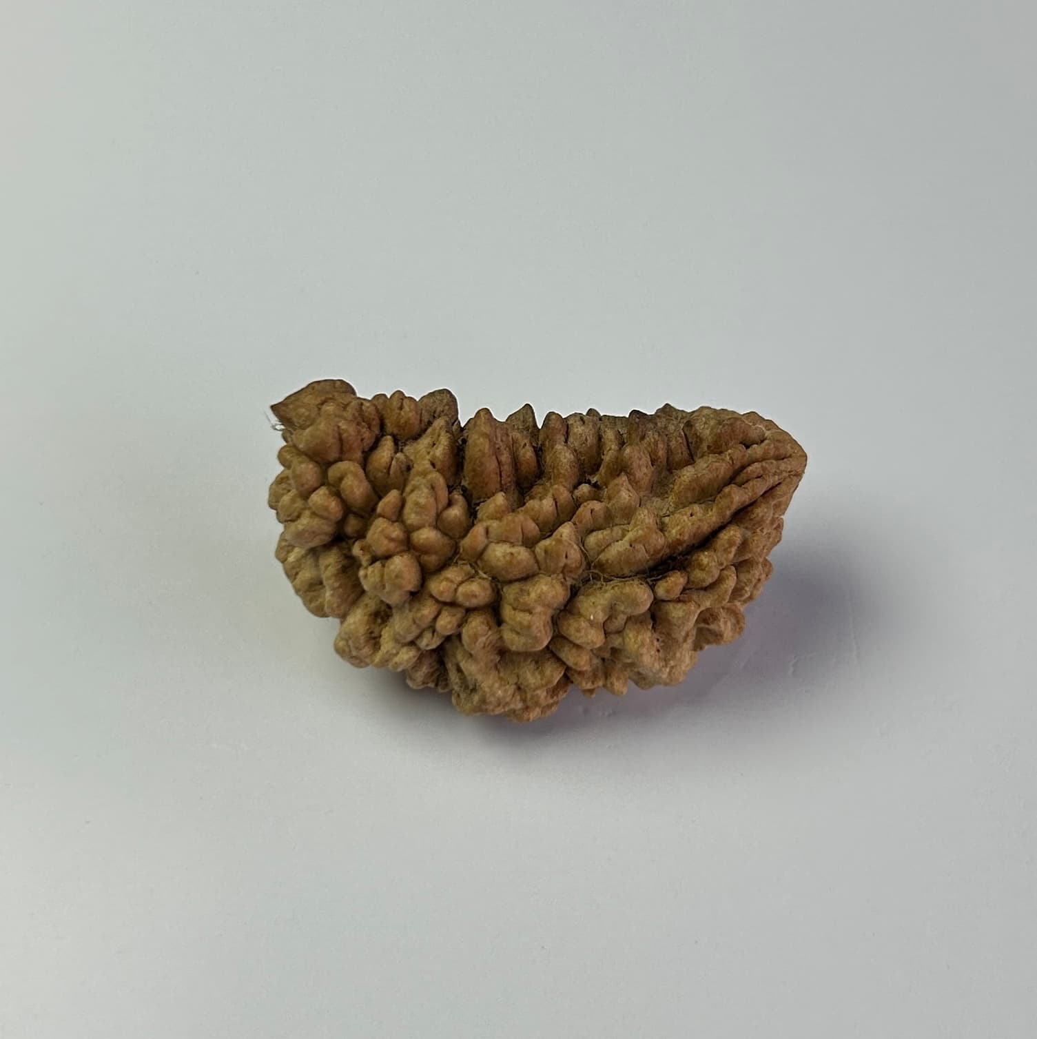 1 Mukhi Rudraksha