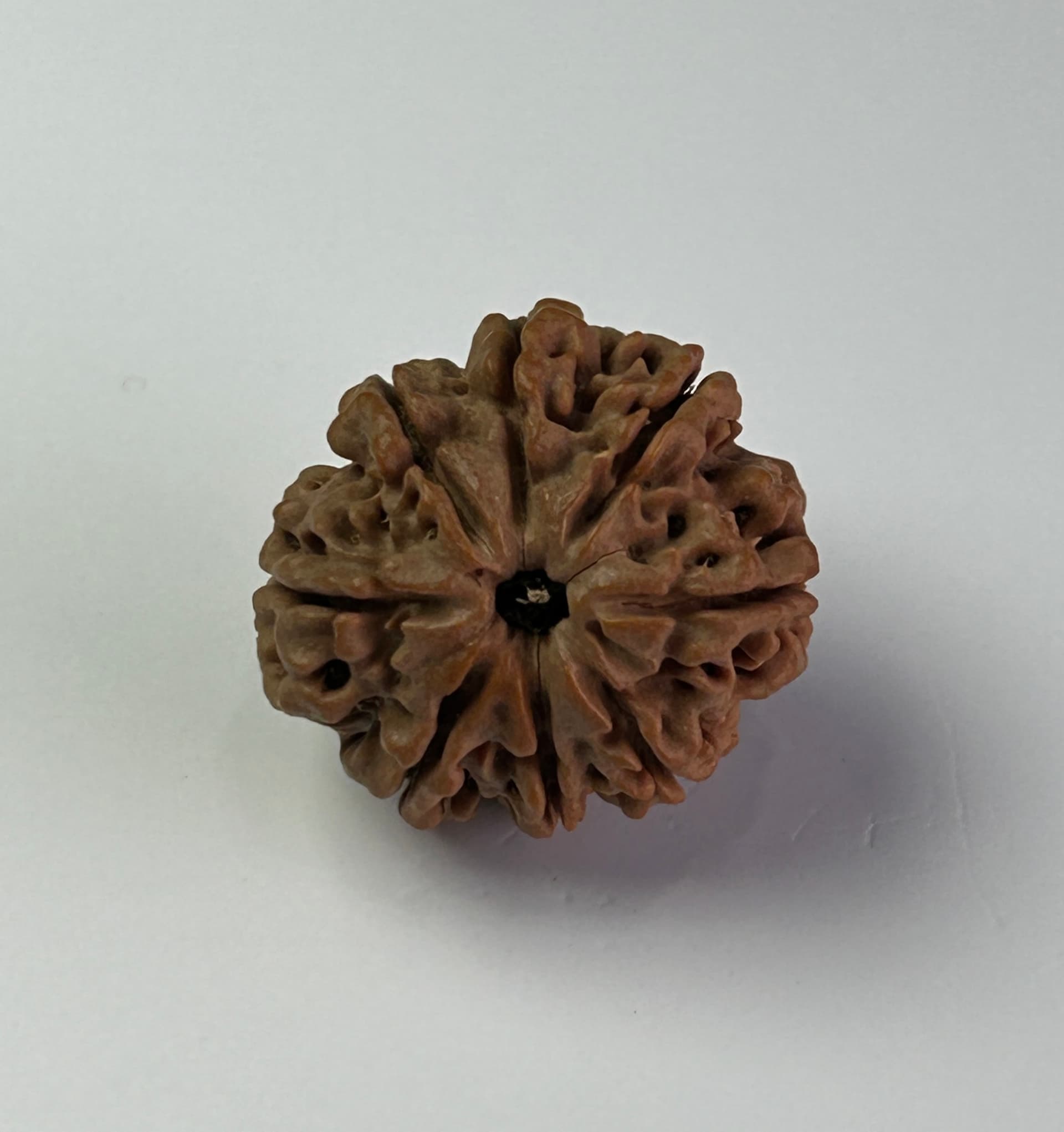 8 Mukhi Rudraksha