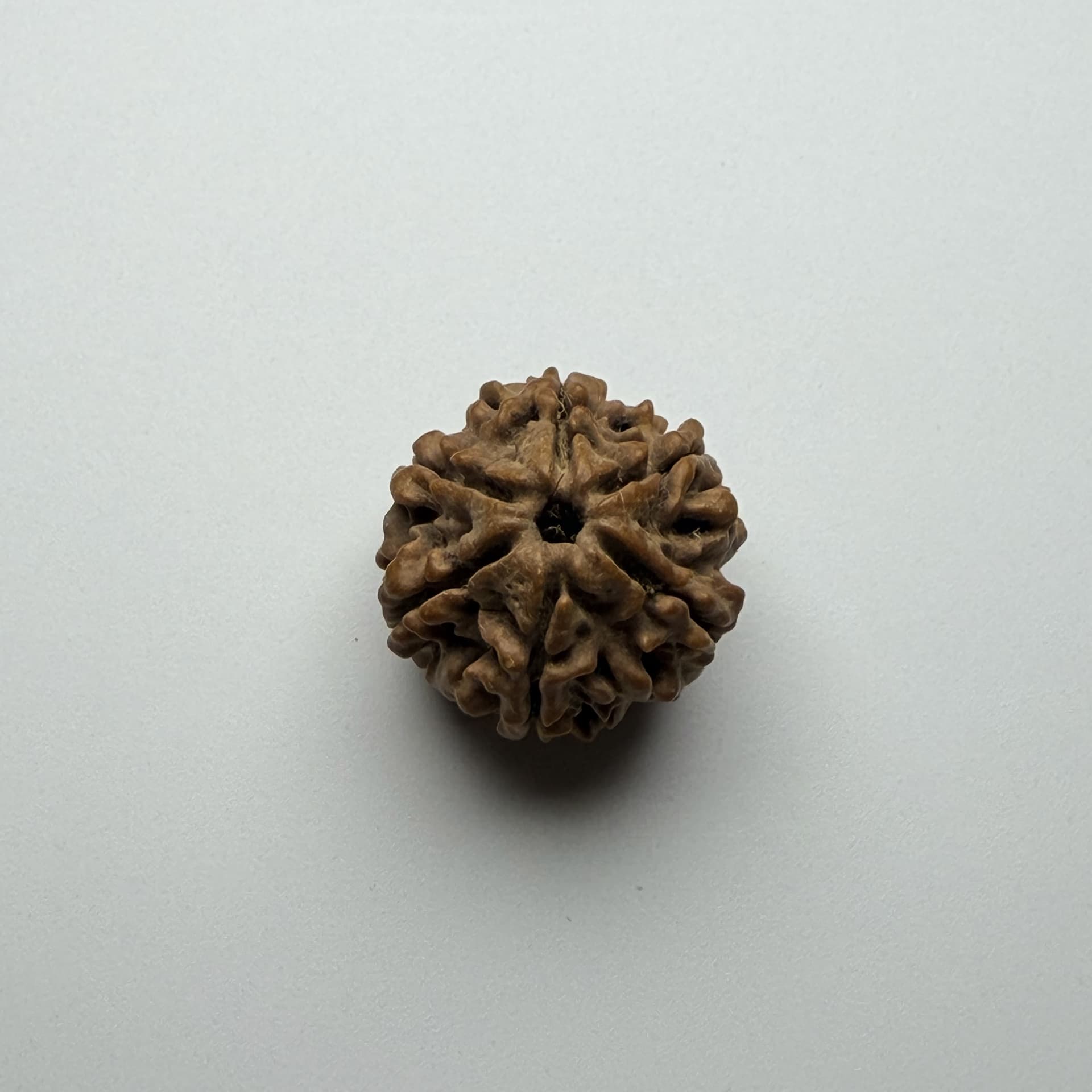 6 Mukhi Rudraksha