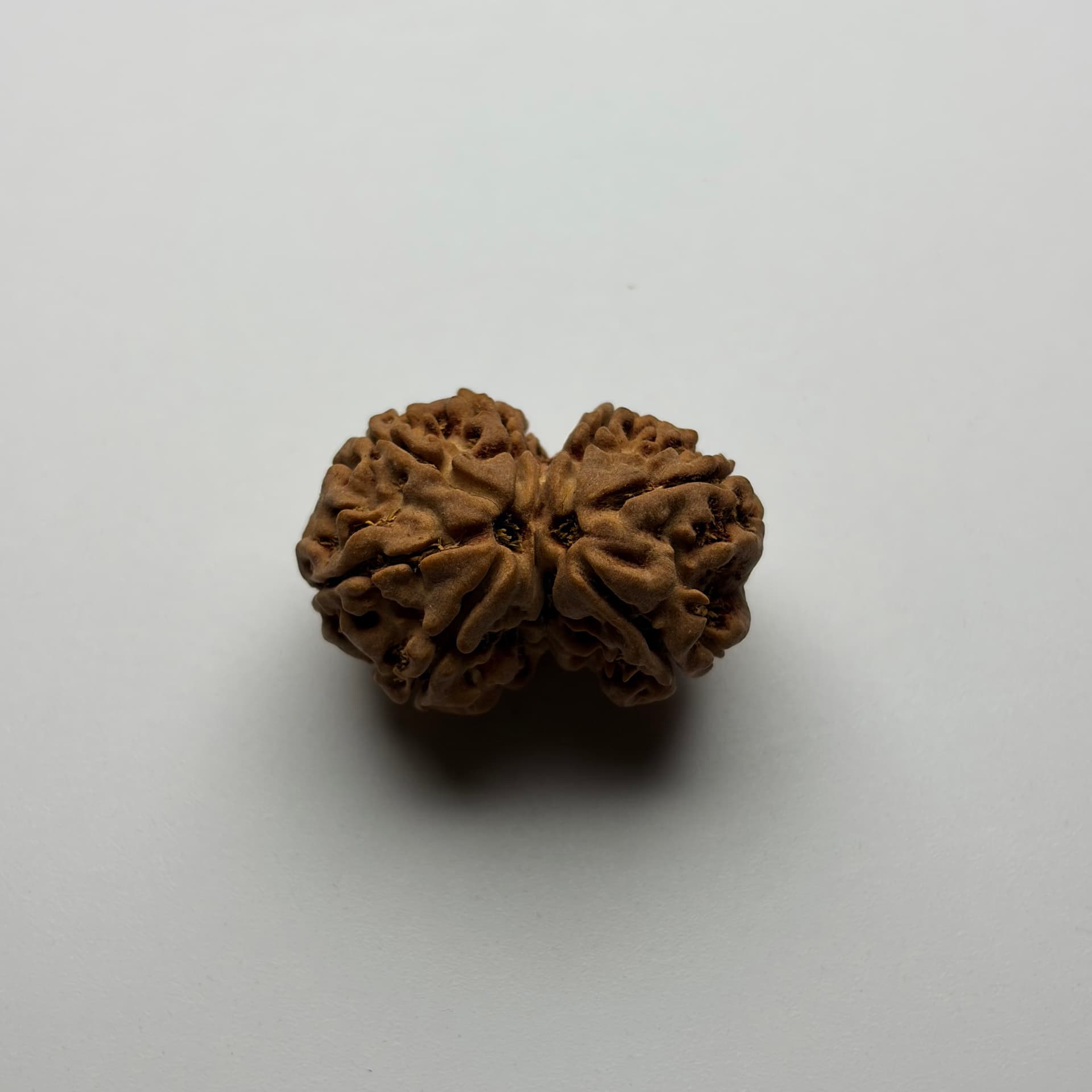 Gouri Shankar Rudraksha