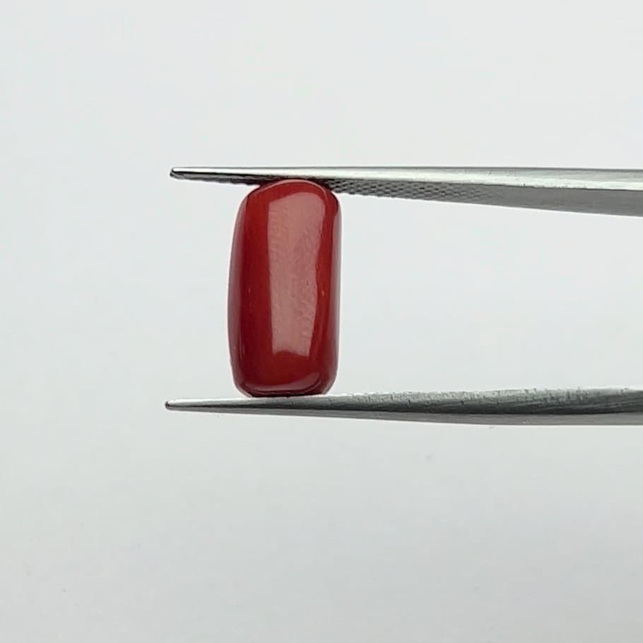 Red Coral | 6.00 Ratti