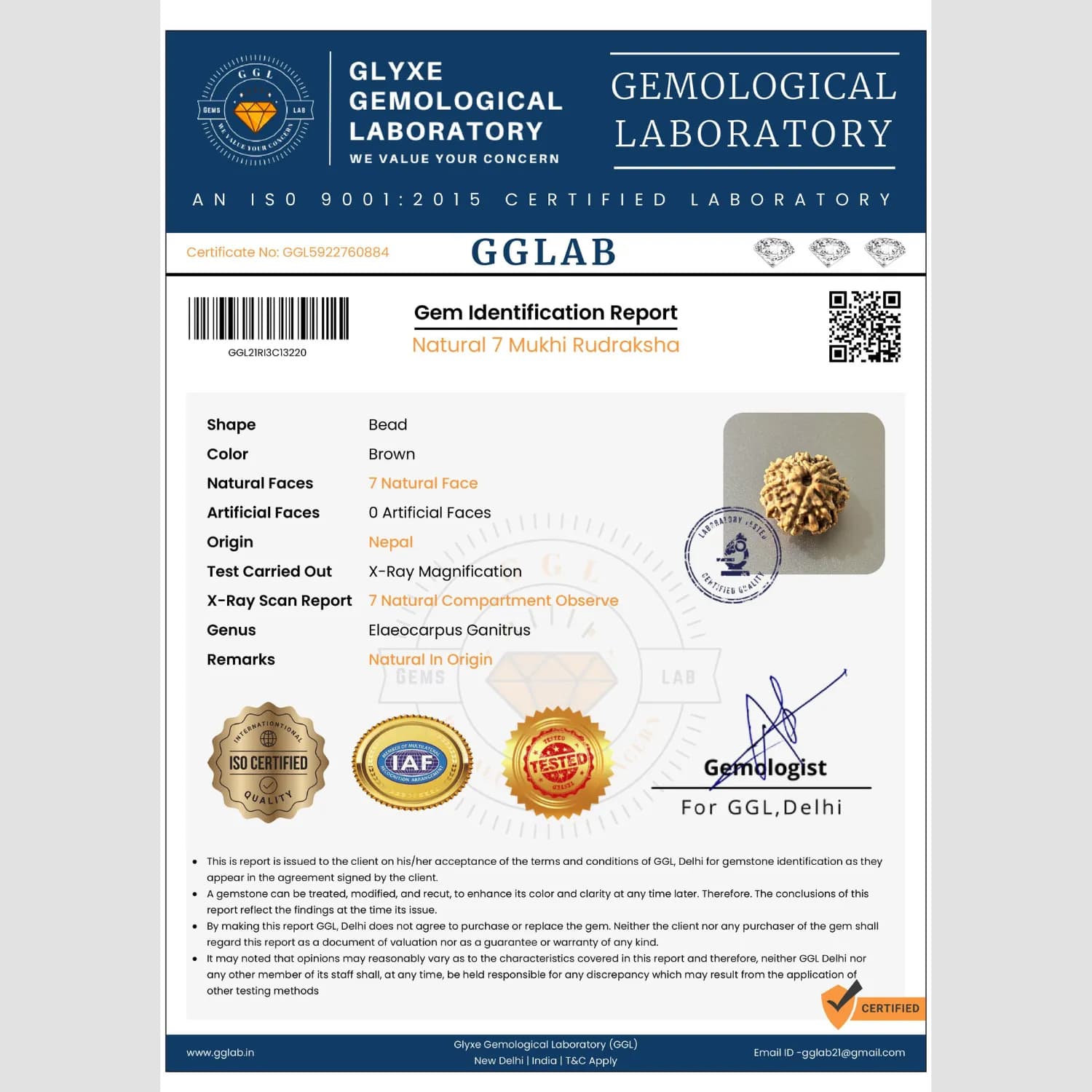 7 Mukhi Rudraksha