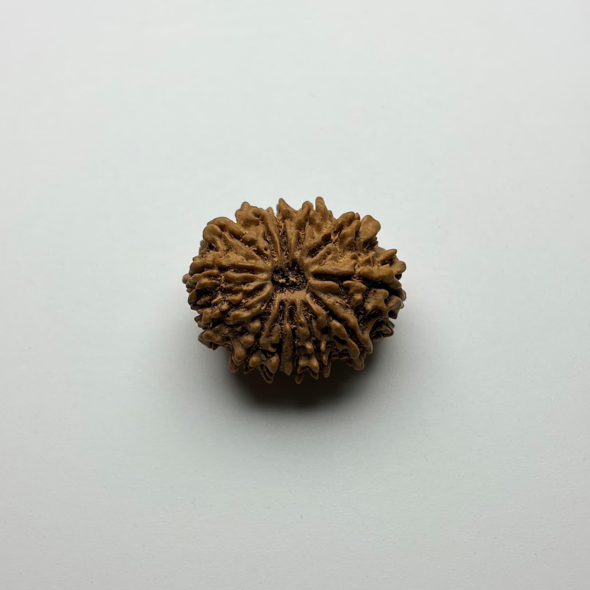 13 Mukhi Rudraksha