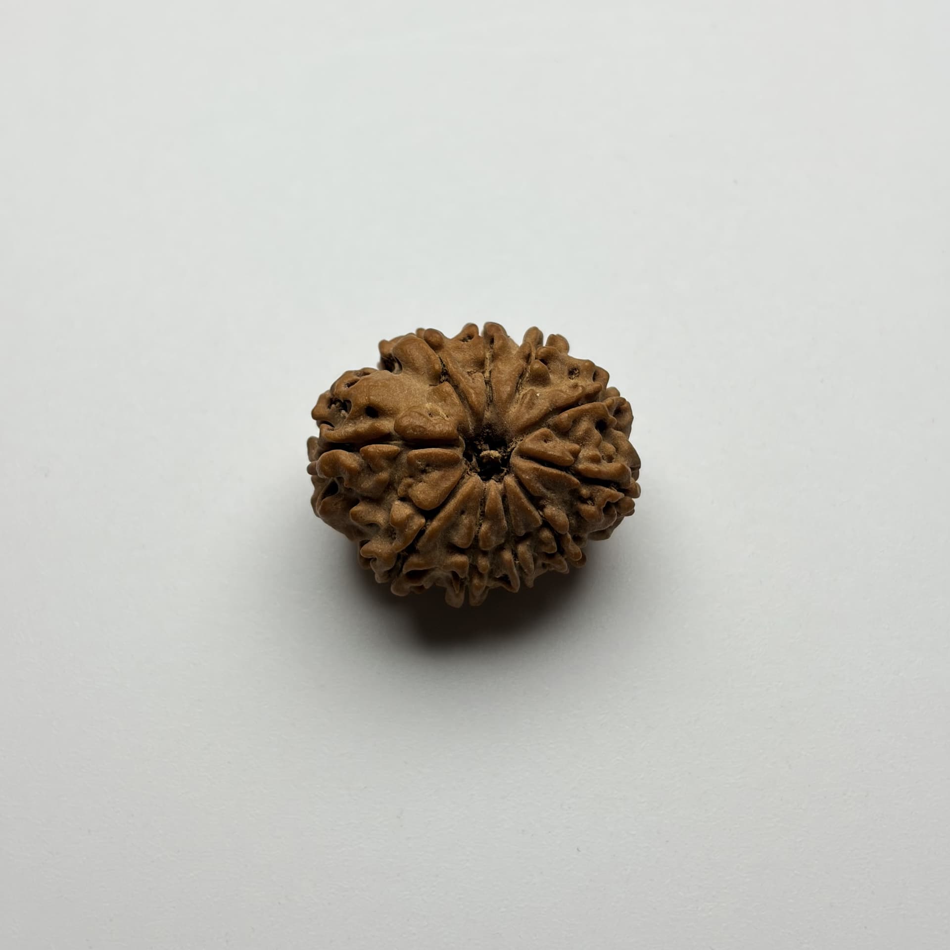 10 Mukhi Rudraksha