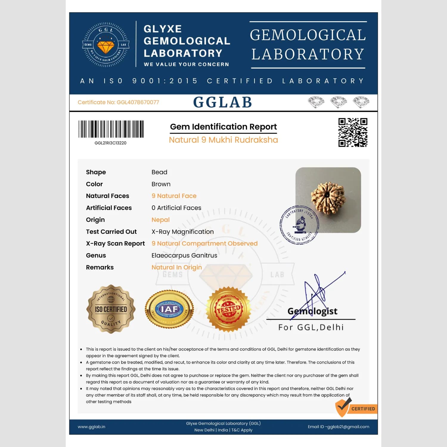 9 Mukhi Rudraksha