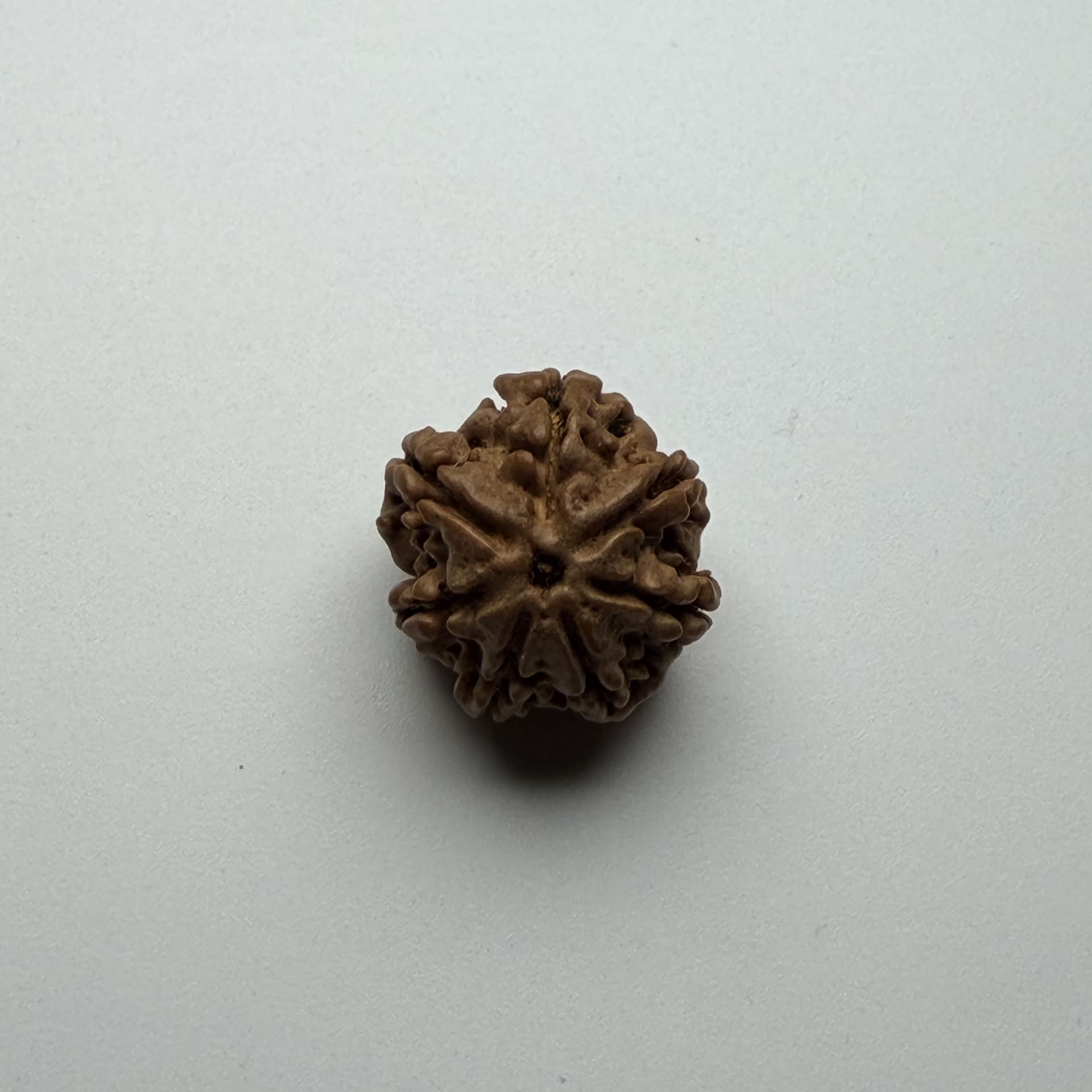 7 Mukhi Rudraksha