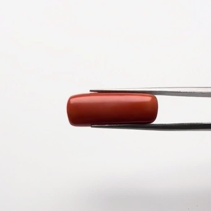 Red Coral | 14.50 Ratti
