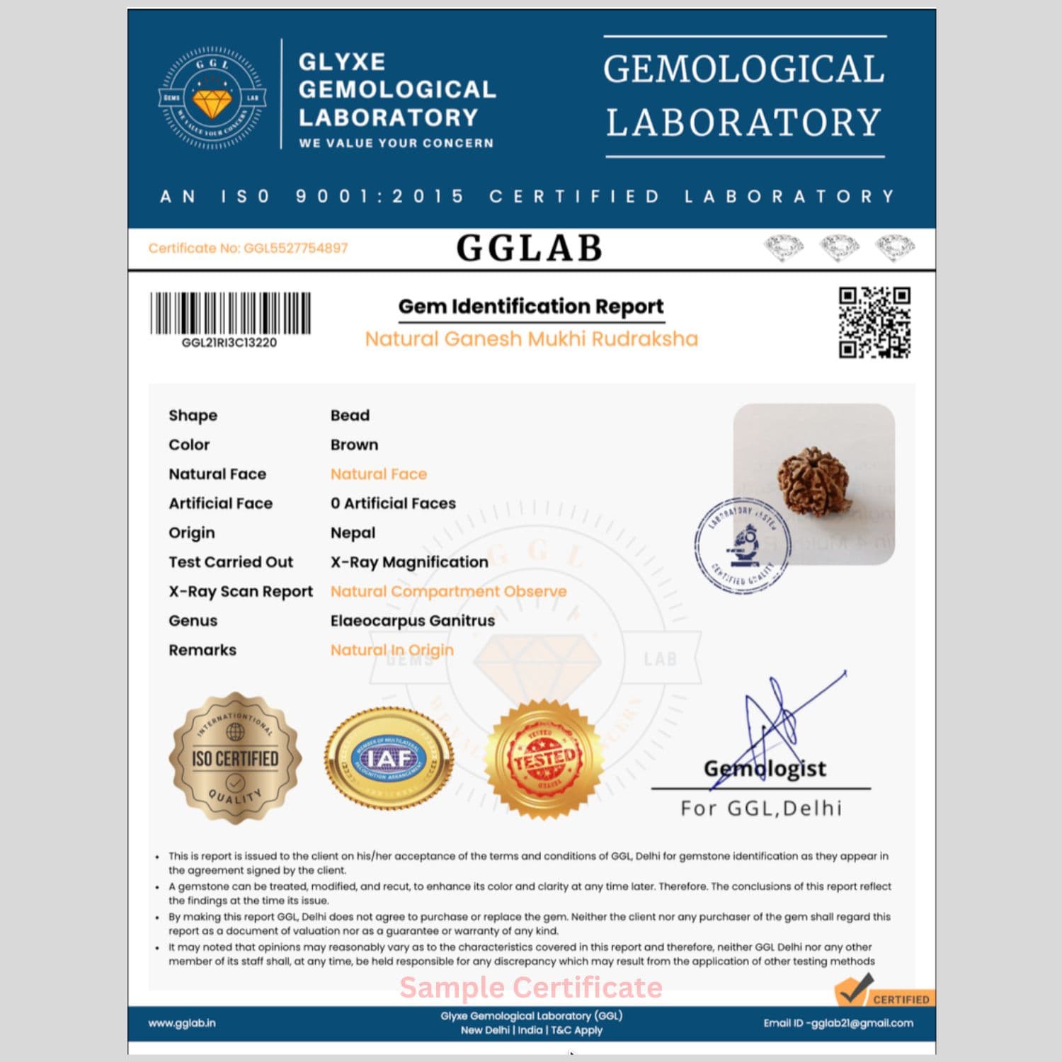 Ganesh Mukhi Rudraksha