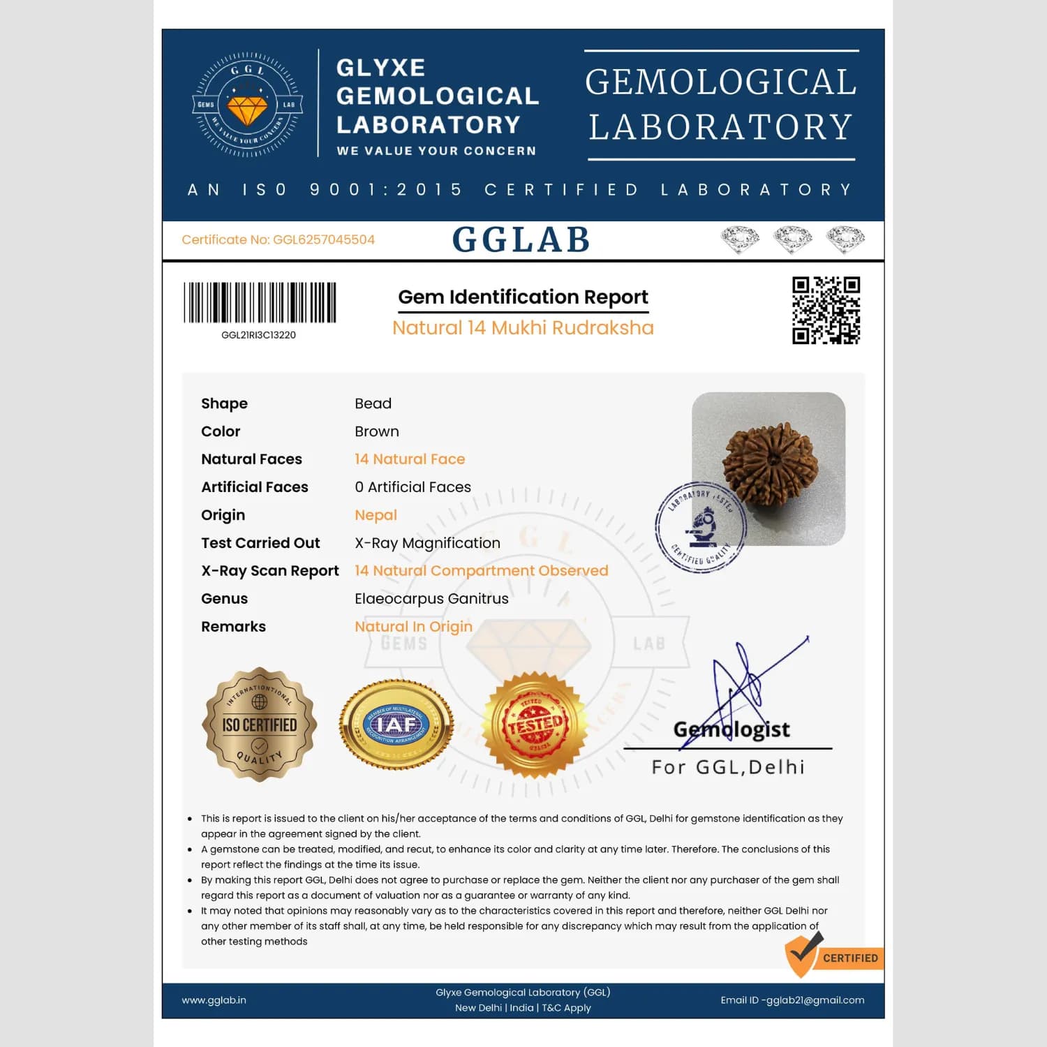 14 Mukhi Rudraksha