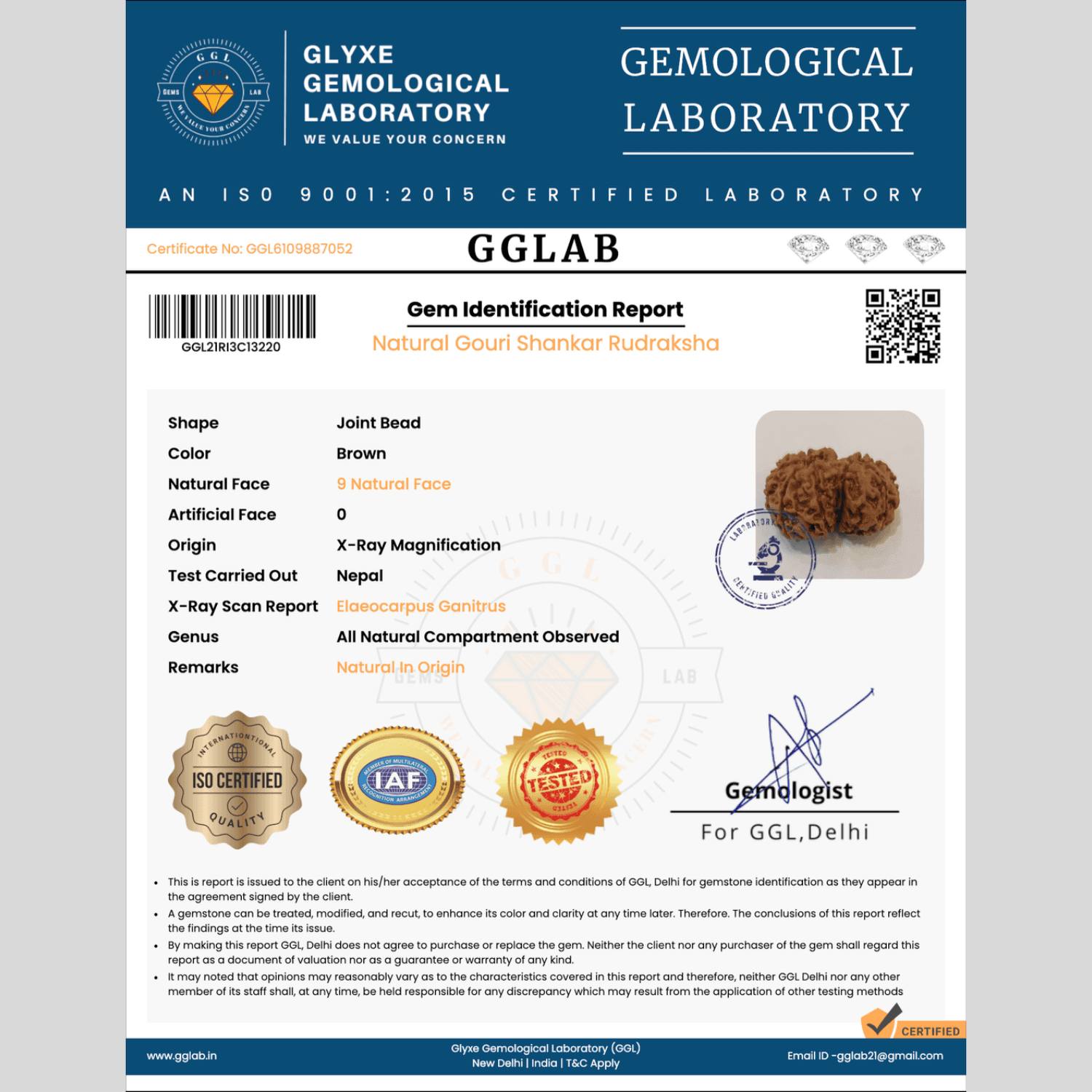 Gouri Shankar Rudraksha