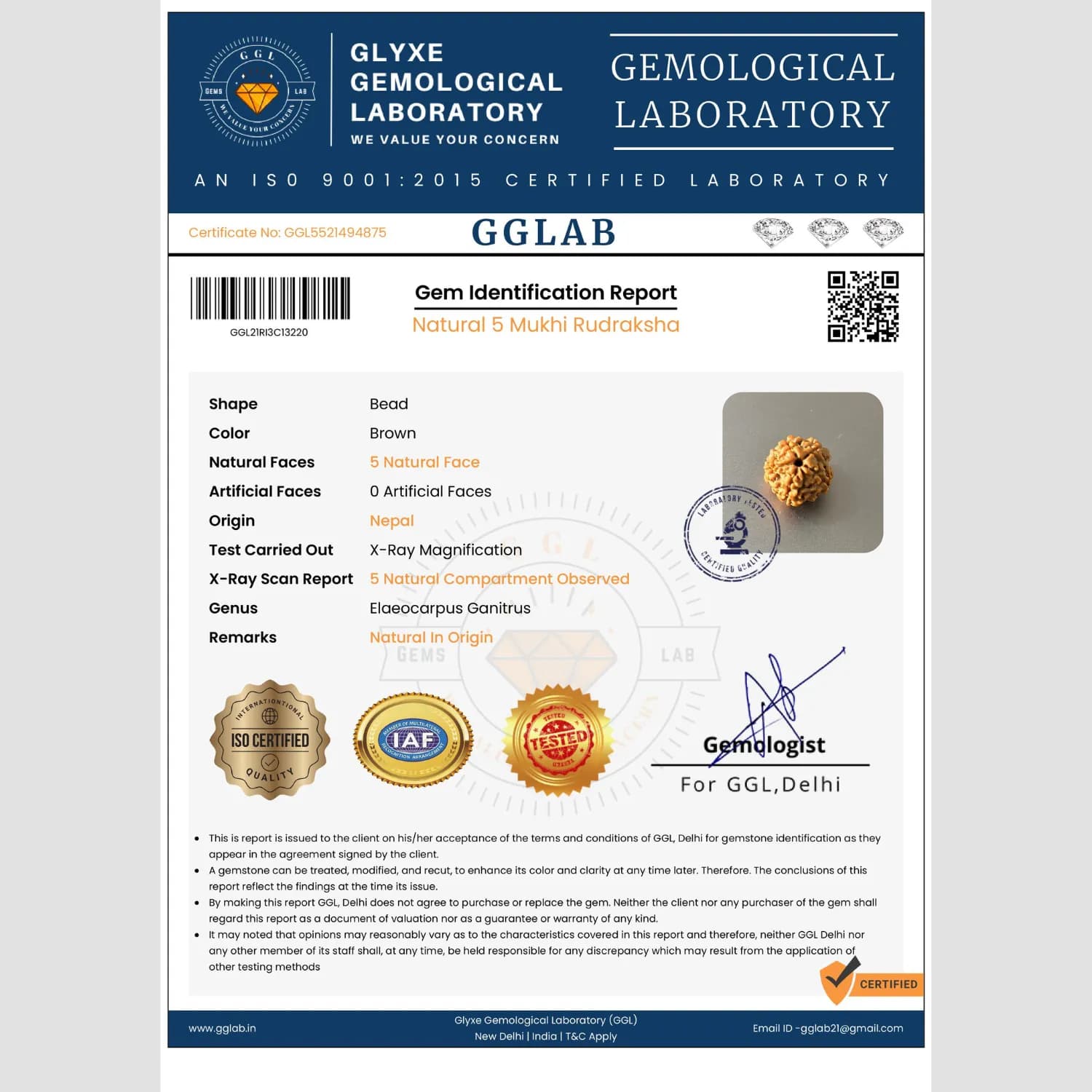 5 Mukhi Rudraksha
