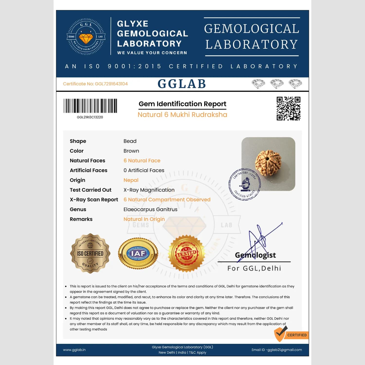 7 Mukhi Rudraksha