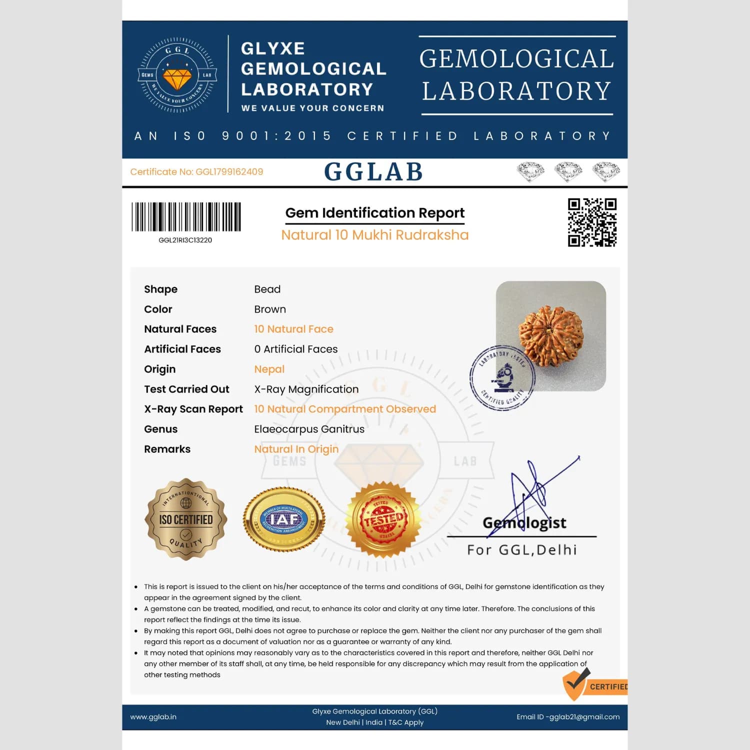 10 Mukhi Rudraksha