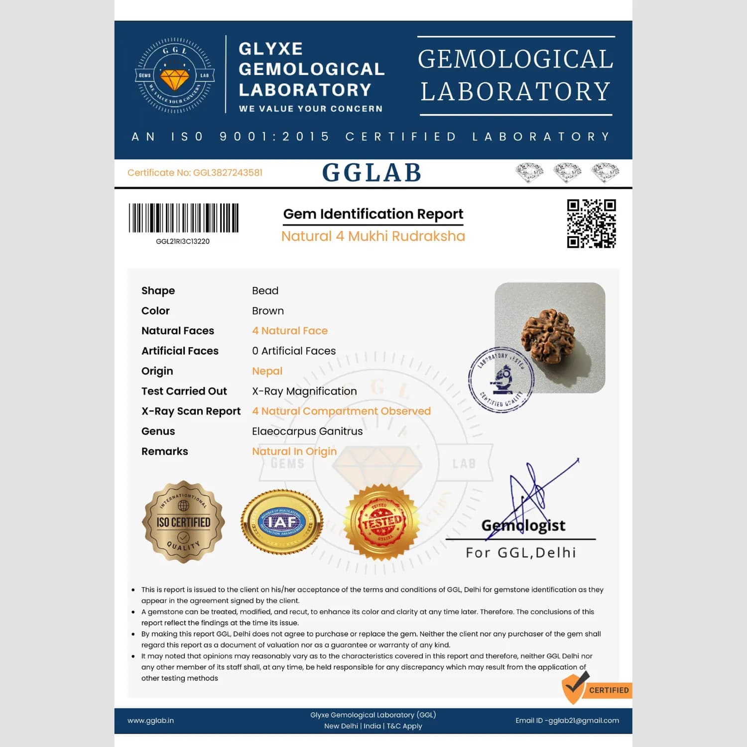 4 Mukhi Rudraksha